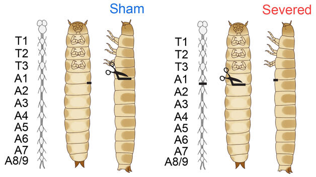 Tribolium surgical manipulations Tribolium surgical manipulations
