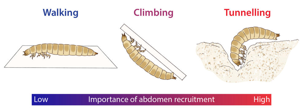 Graphical abstract (Xu-Ying et al., 2025) Graphical abstract (Xu-Ying et al., 2025)