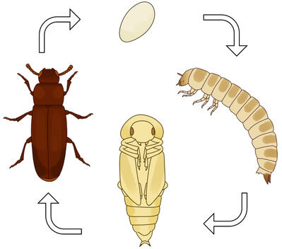 Tribolium life cycle