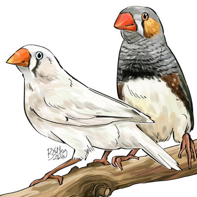 Illustration side