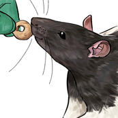 Animals in Neuro