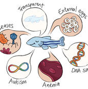 Schematics