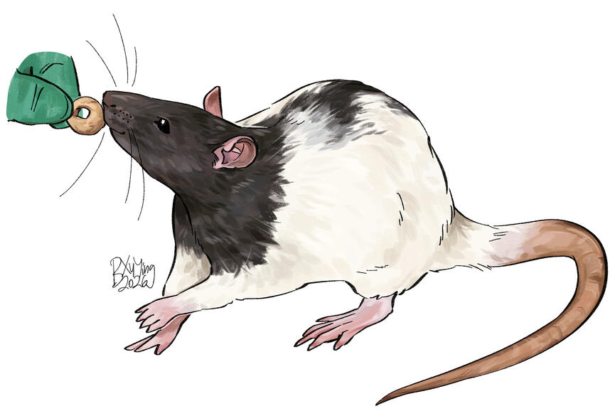 Rattus norvegicus (rat)