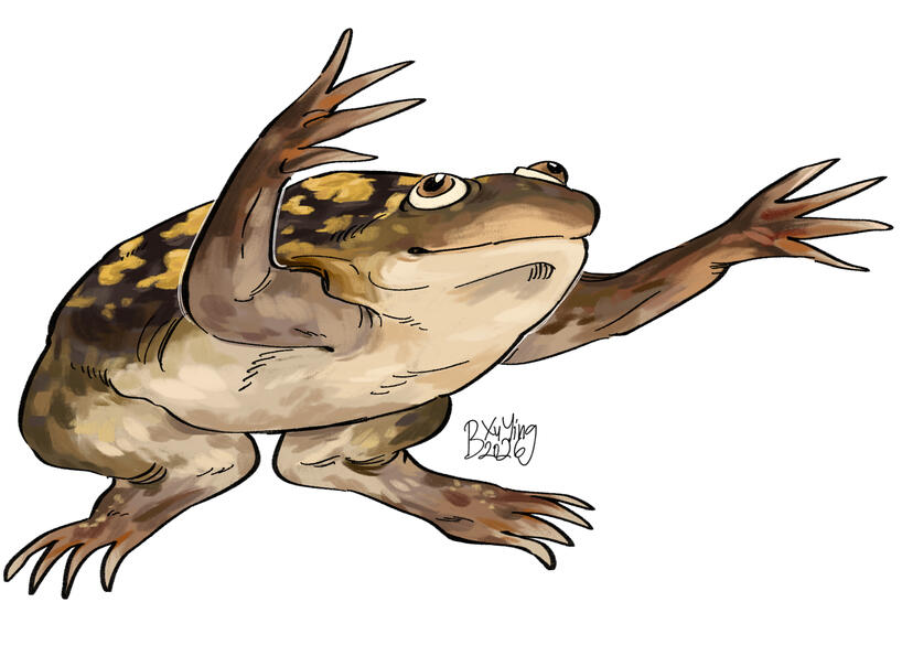 Xenopus laevis (African clawed frog)