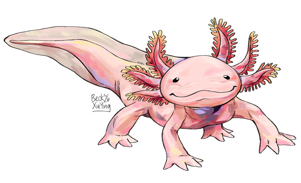 Ambystoma mexicanum (axolotyl)