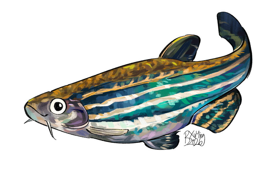 Danio rerio (zebrafish)