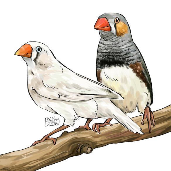 Taeniopygia guttata (zebra finch)